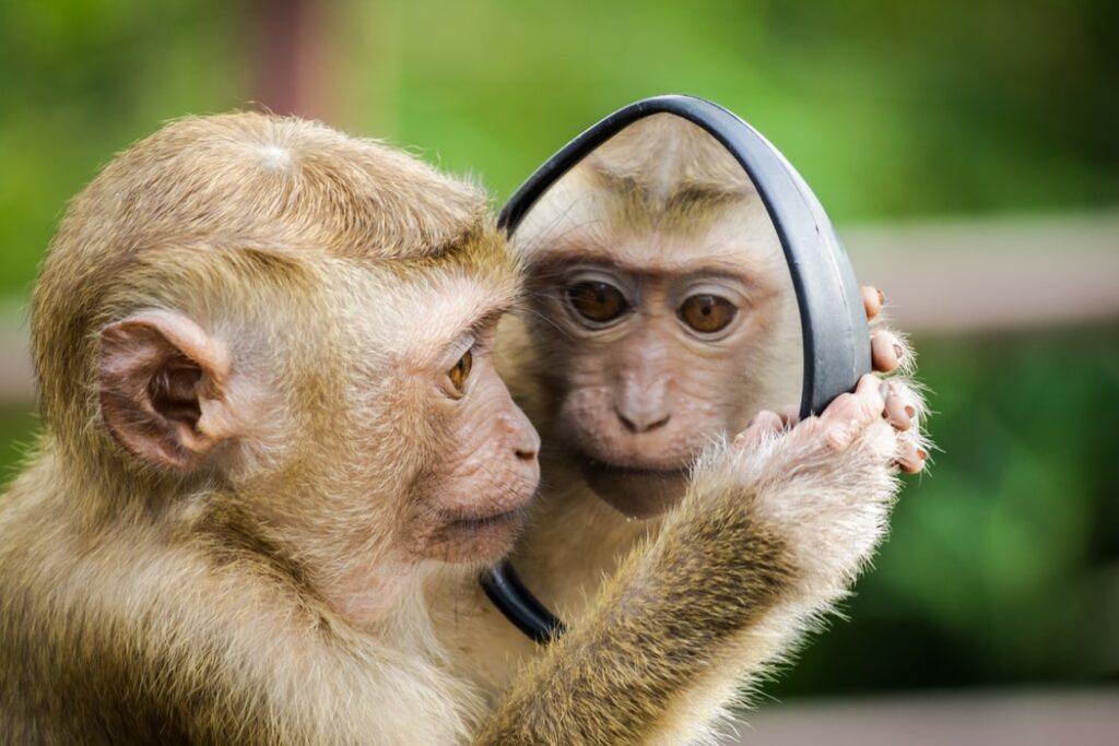 Online foredrag. Vi ligner aber. Nudging og adfærdsdesign. Book dit online foredrag